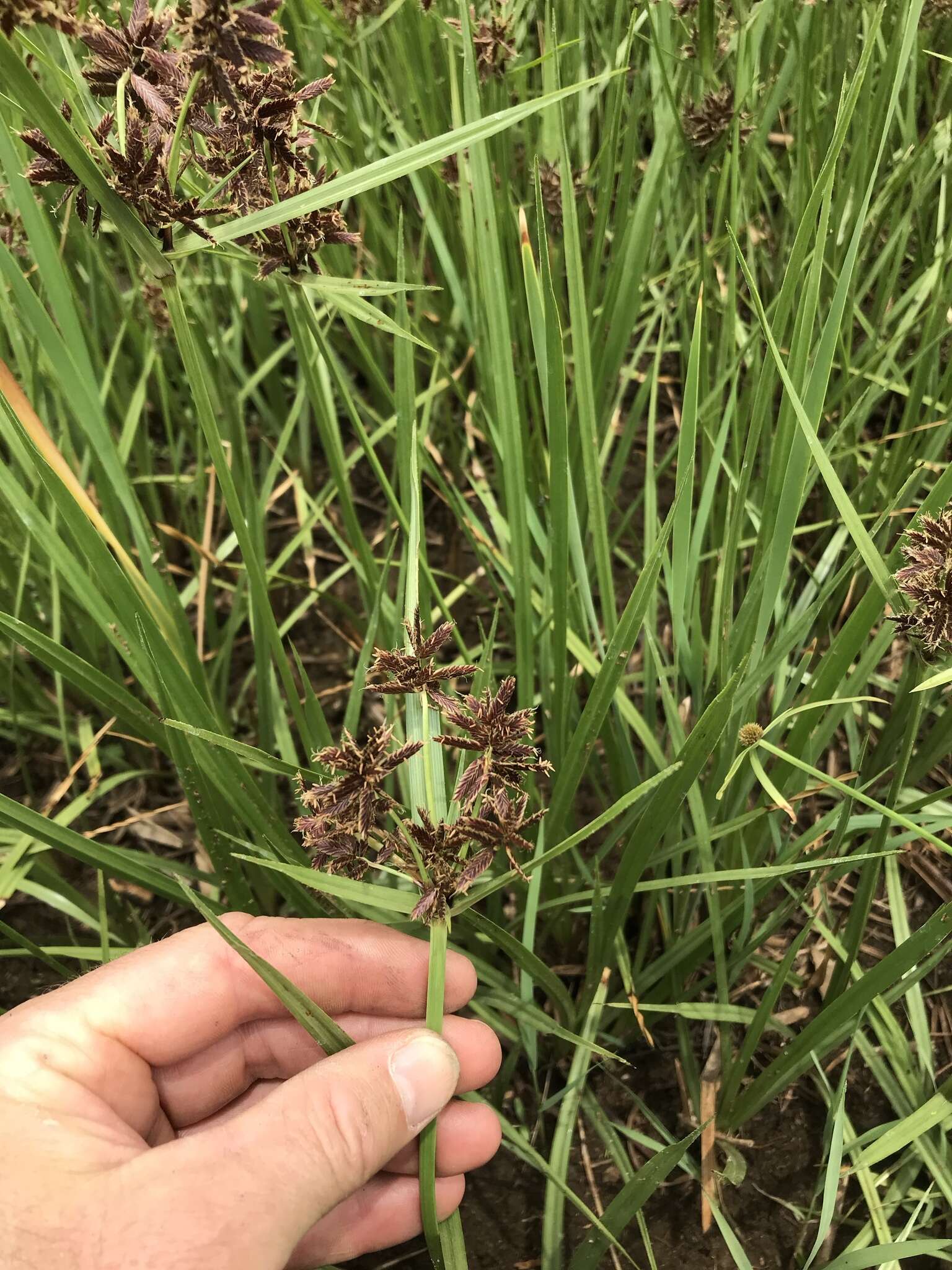 Cyperus nitidus Lam.的圖片