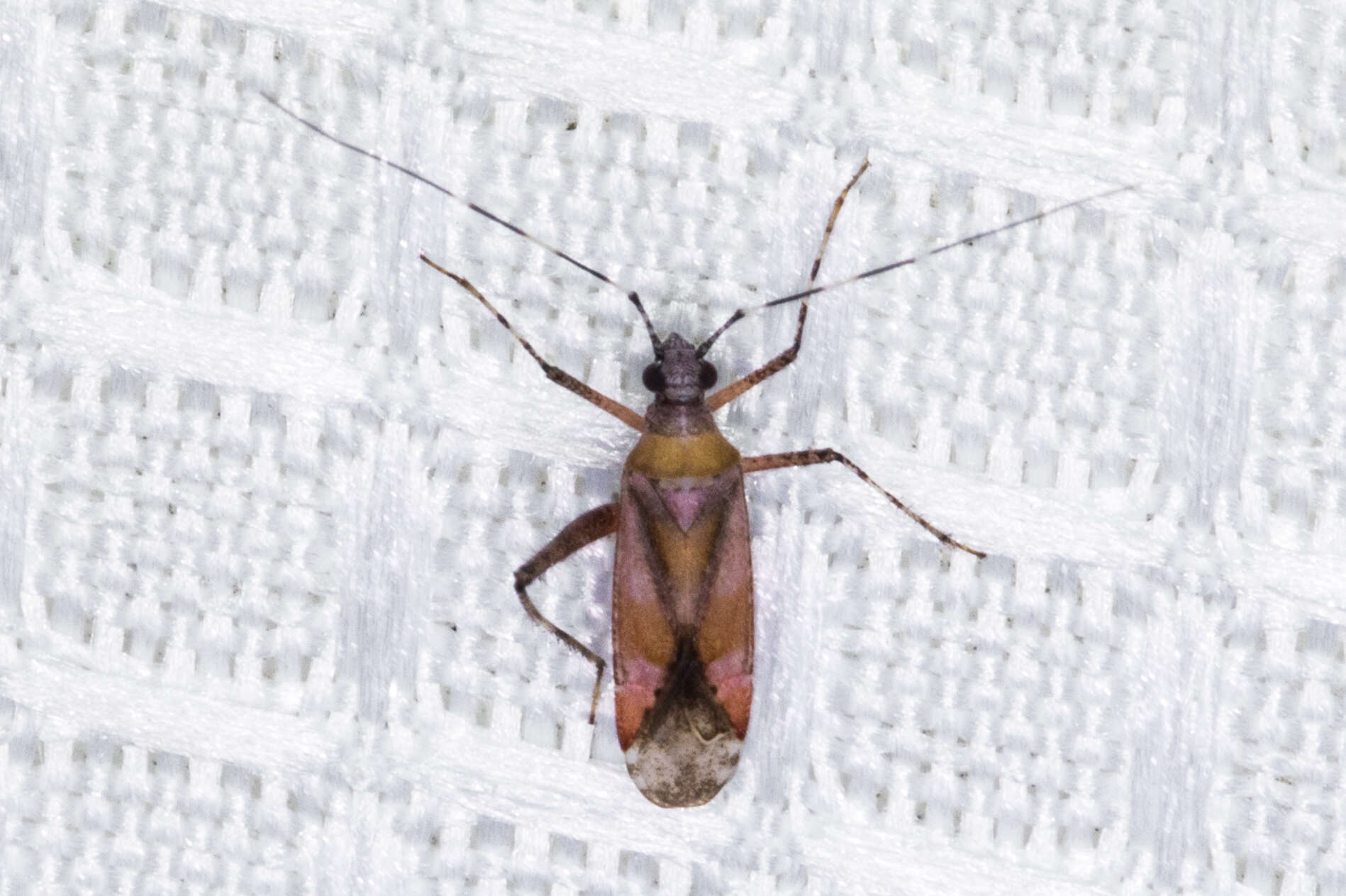 Image of Phytocoris roseus (Uhler 1894)