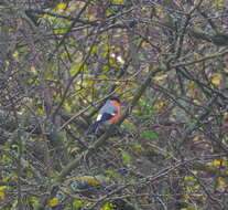 Image of Eurasian bullfinch