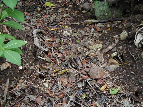 Image of Ameiva tobagana Cope 1879