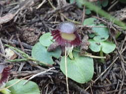 Image of Stately helmet orchid