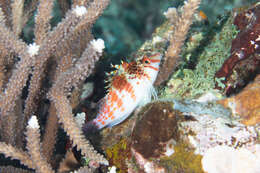 Image of Coral Hawkfish