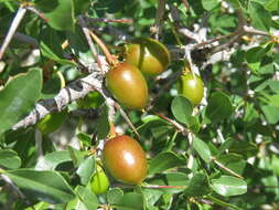Image of Parry's jujube