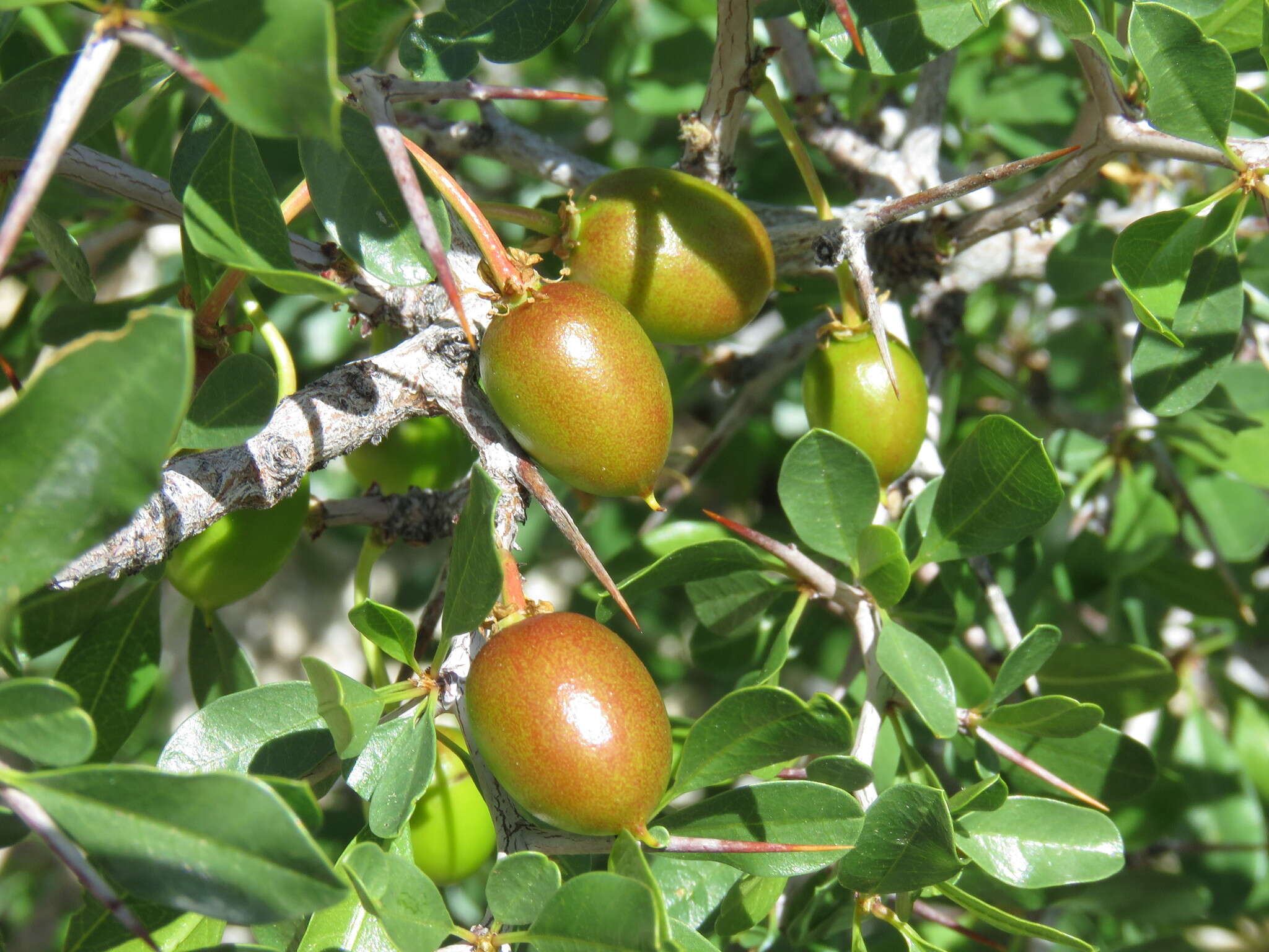 Image de Pseudoziziphus parryi (Torr.) Hauenschild