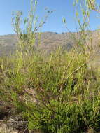 Image of Leucadendron corymbosum Berg.