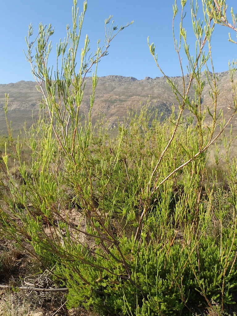 Image of Leucadendron corymbosum Berg.