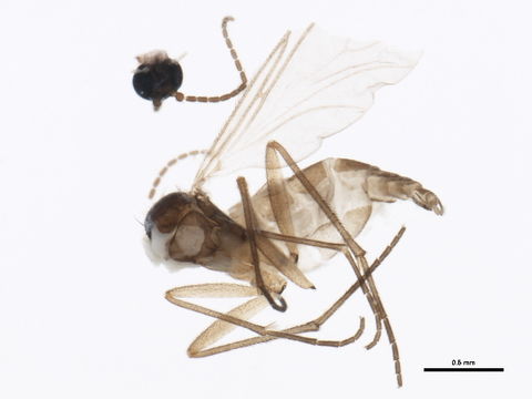 Image of <i>Ctenosciara hyalipennis</i> (Meigen 1804)