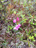 Image of bog laurel