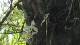 Image of Ghost orchid