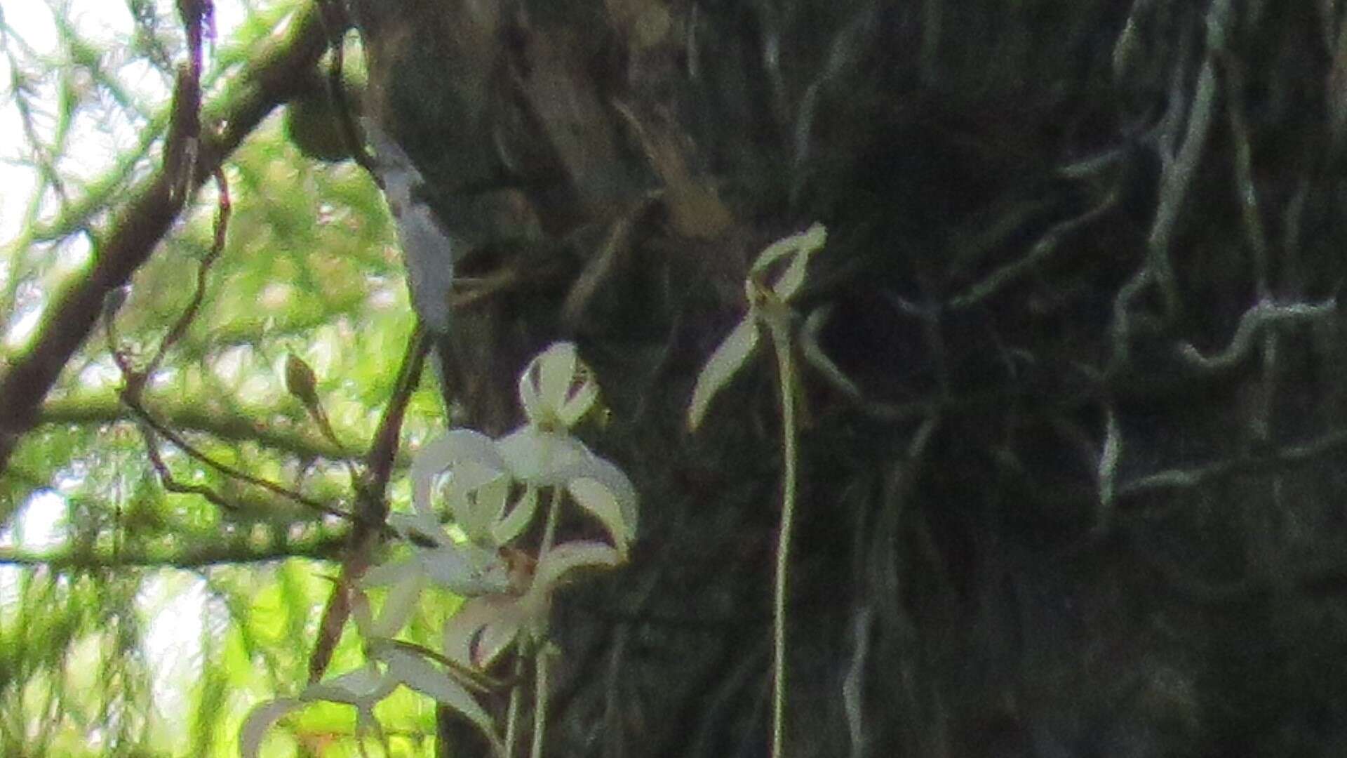 Image of Ghost orchid