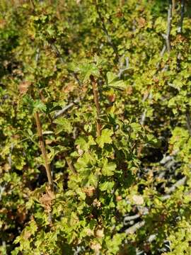 Image de Ribes orientale Desf.