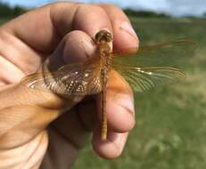 Sympetrum croceolum (Selys 1883) resmi