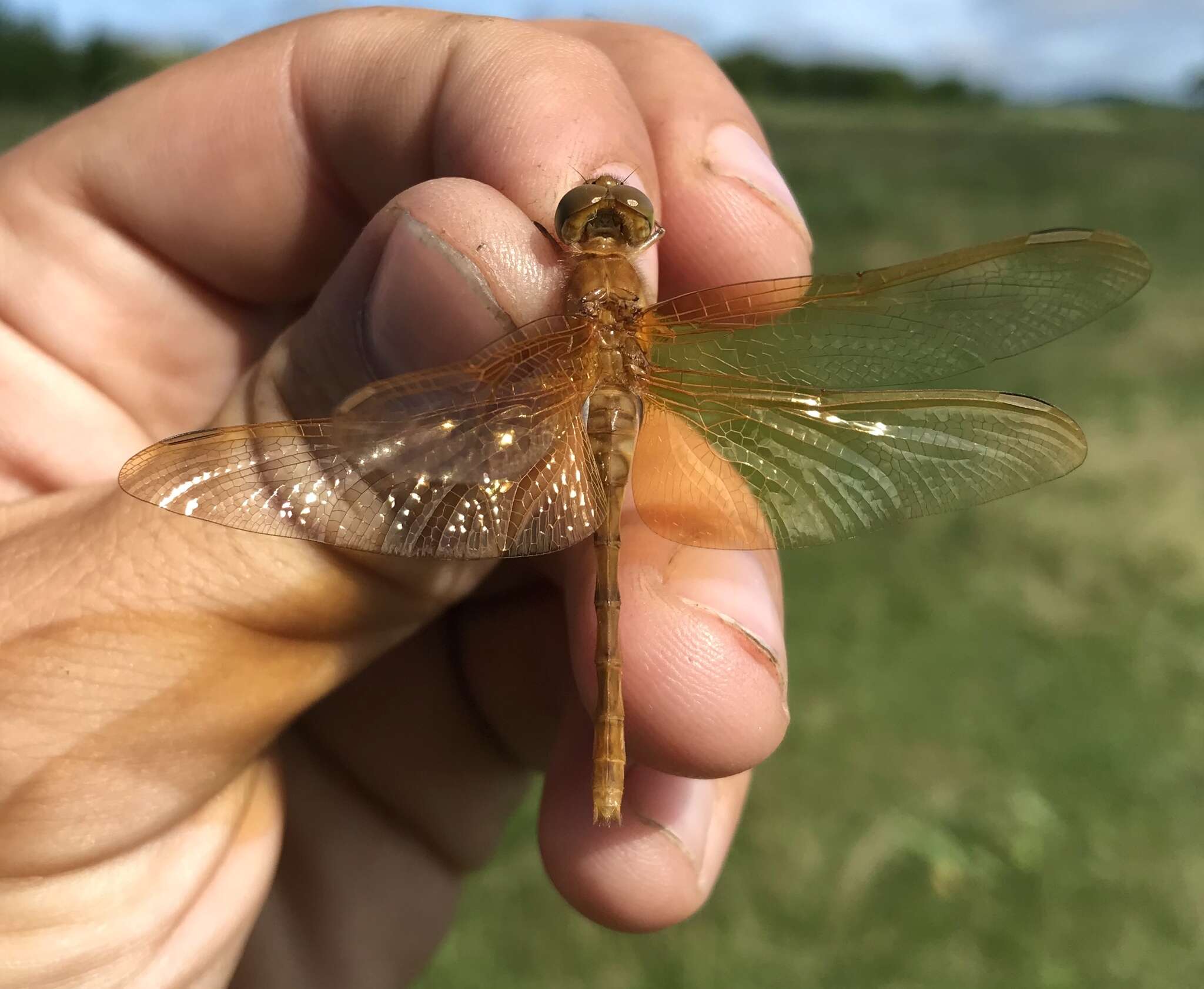 Image of Sympetrum croceolum (Selys 1883)