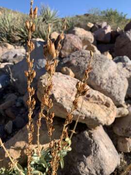 Image of Stephens' penstemon