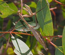 Image of Pseudomantis