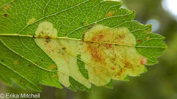 Image of Agromyza valdorensis Spencer 1969