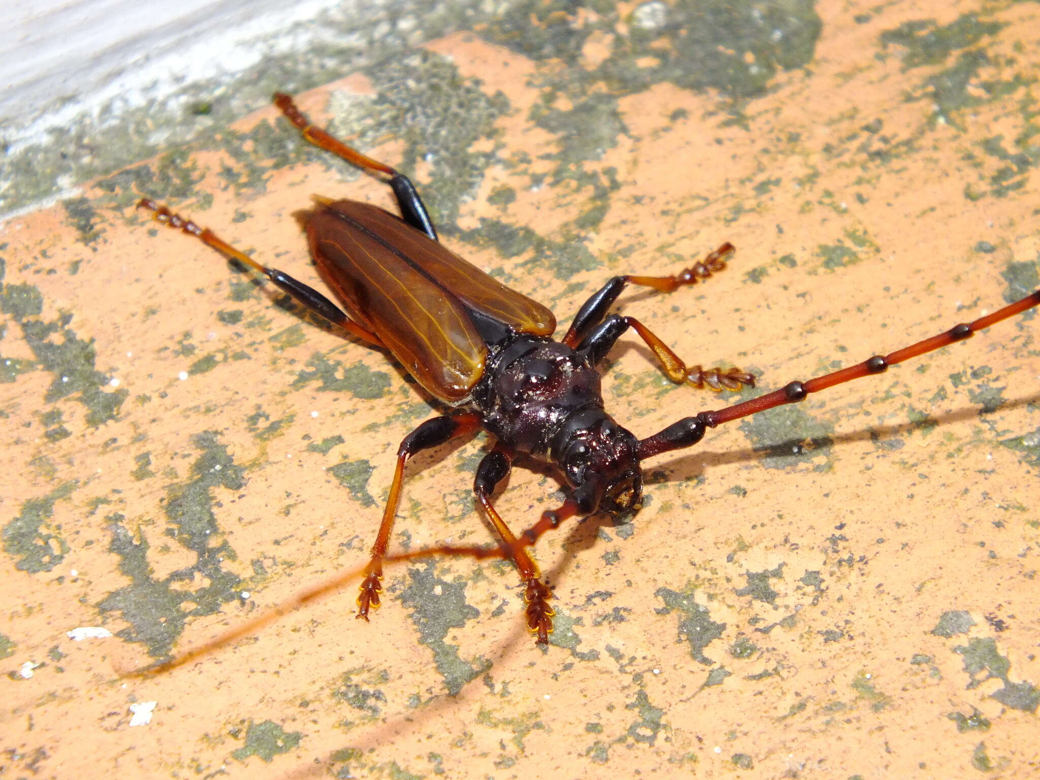 Image of Andraegoidus rufipes (Fabricius 1787)
