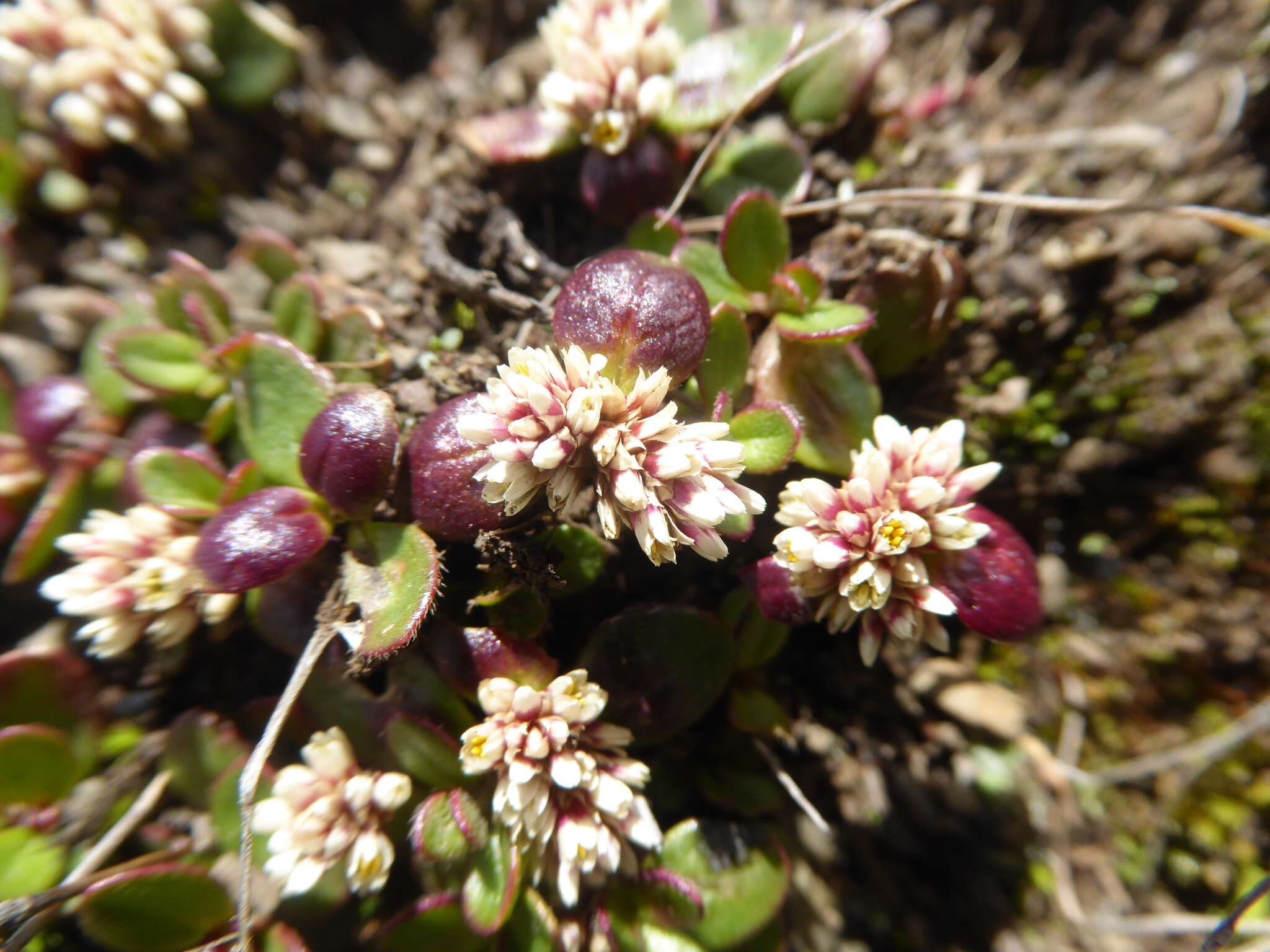 Image of Alternanthera macbridei Standl.