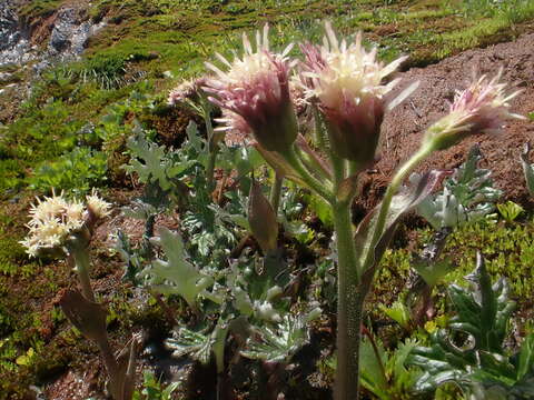 Image of arctic sweet coltsfoot