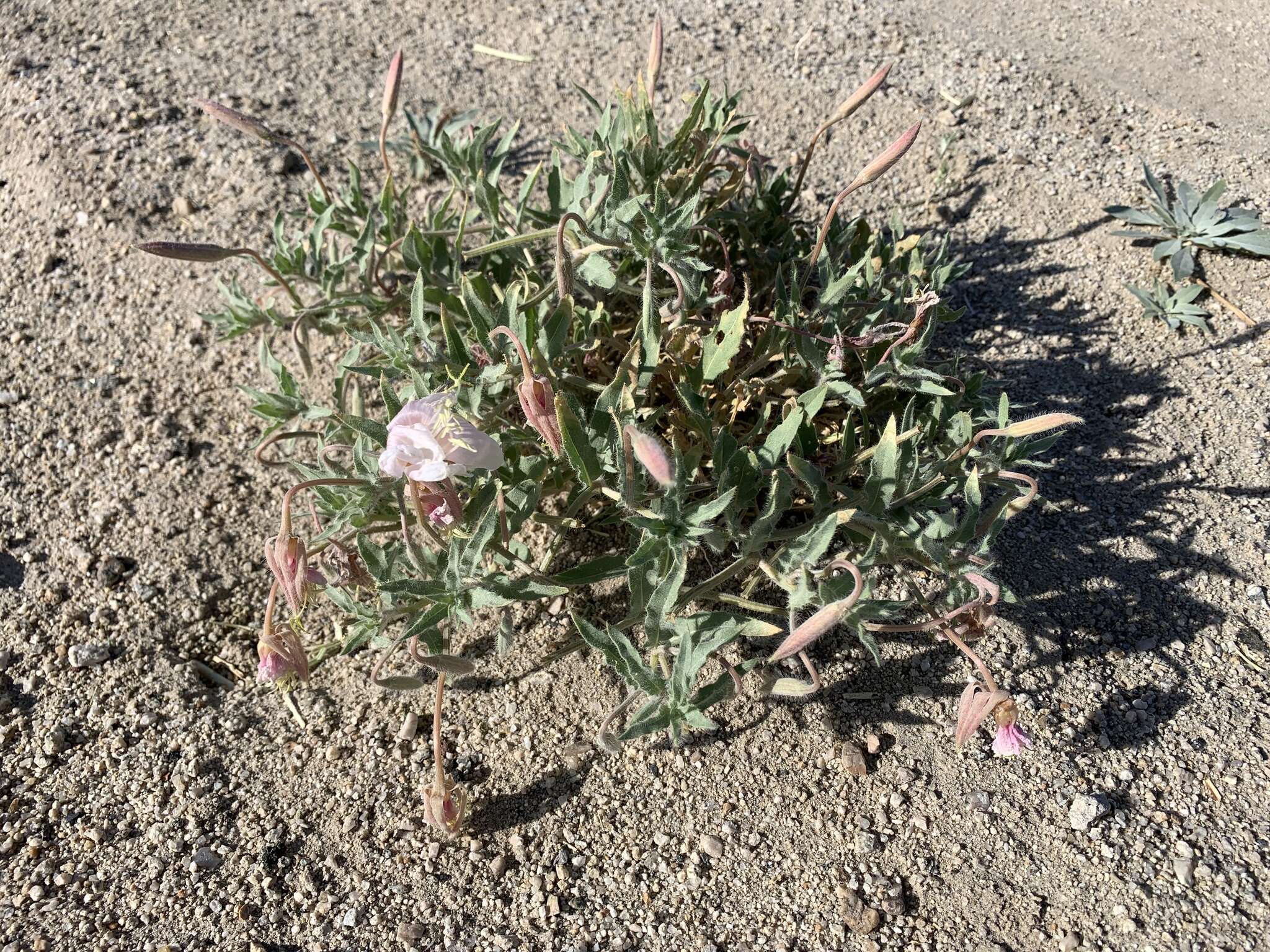 Image of California evening primrose