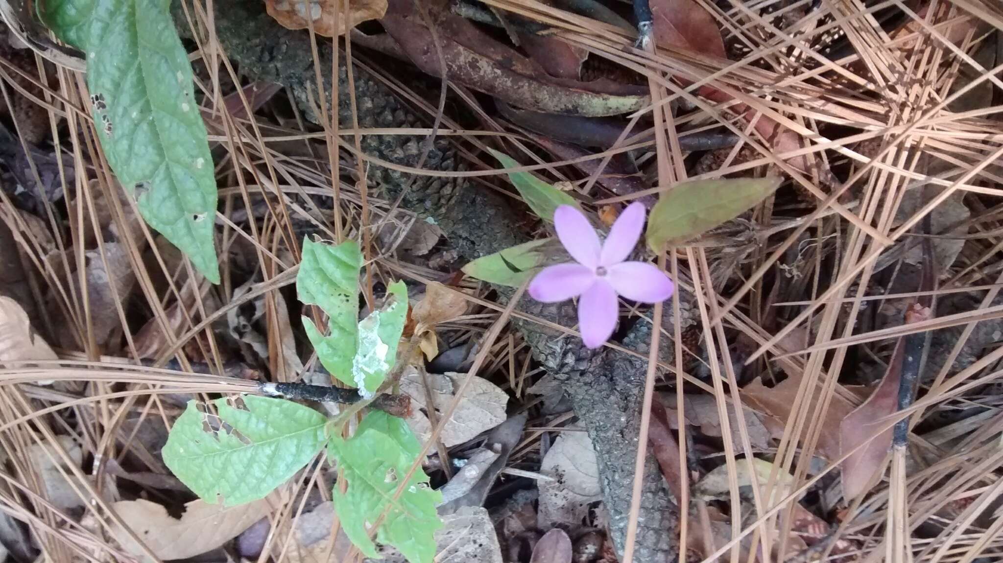 Image de Pseuderanthemum praecox (Benth.) Leonard