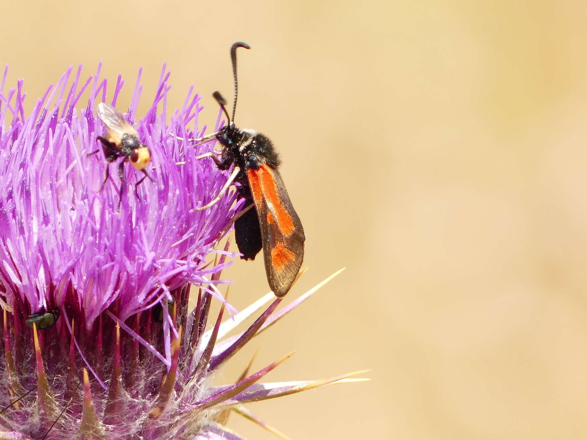 Image of Zygaena punctum Ochsenheimer 1808