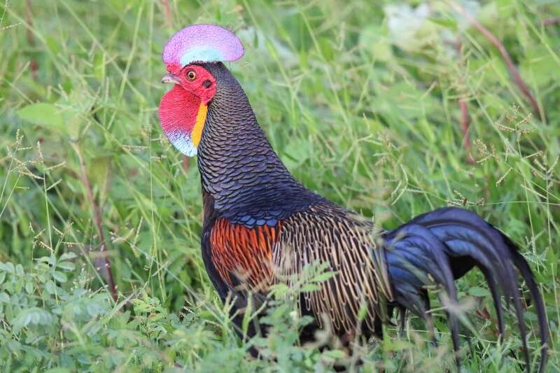 Image of Green Junglefowl