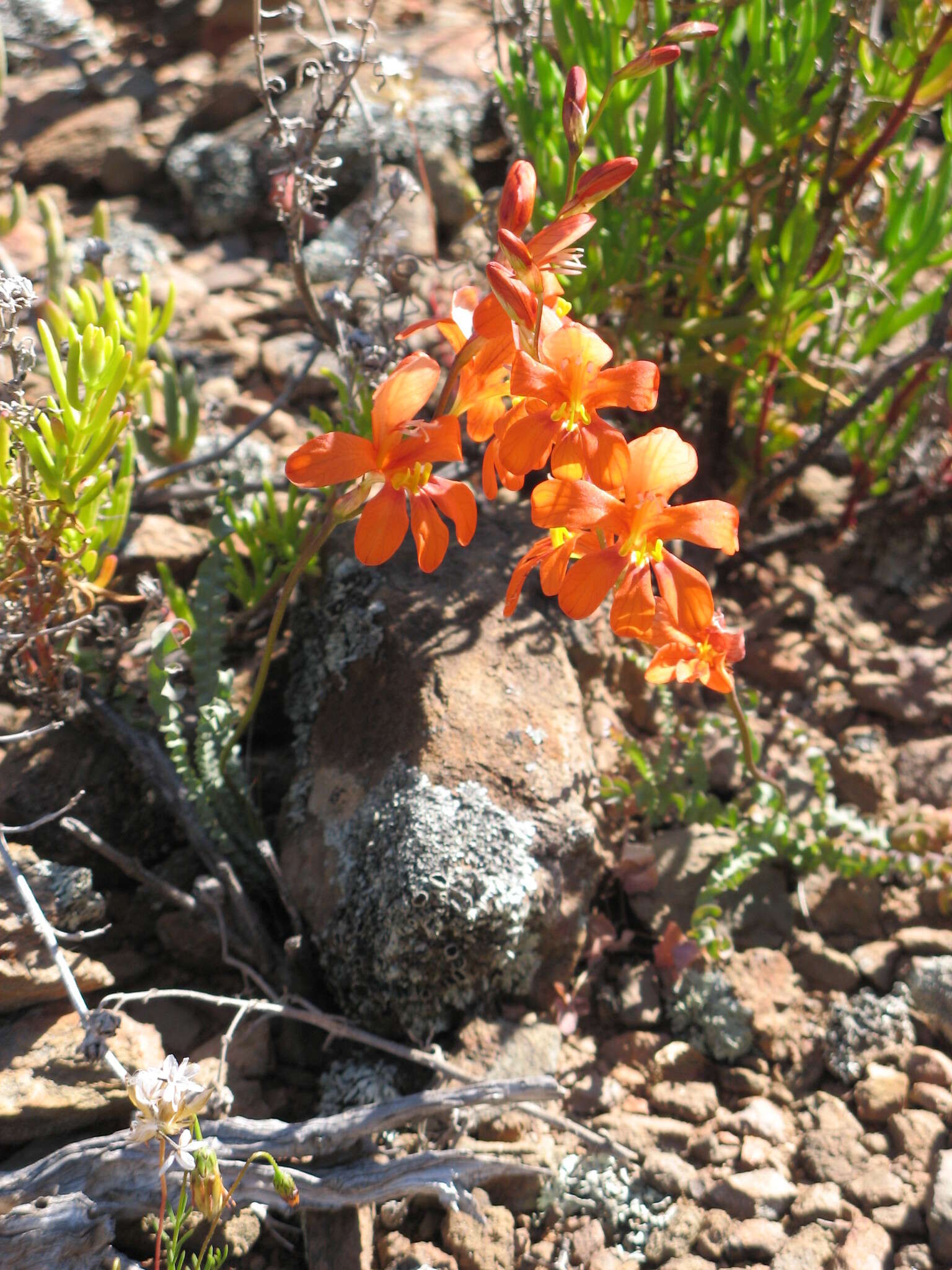 Image of Tritonia securigera subsp. watermeyeri (L. Bolus) J. C. Manning & Goldblatt