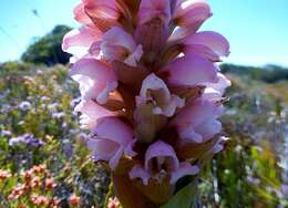 صورة Satyrium carneum (Aiton) Sims