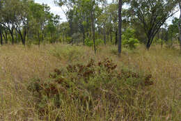 Image de Dodonaea physocarpa F. Müll.