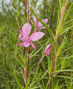 Image de Epilobium dodonaei Vill.