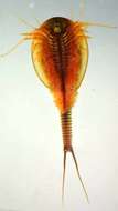 Sivun Triops longicaudatus (Le Conte 1846) kuva