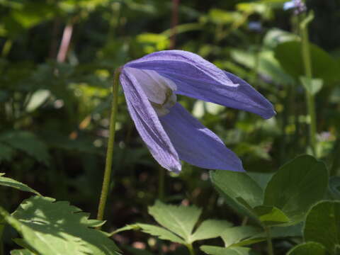 Imagem de Clematis alpina (L.) Miller