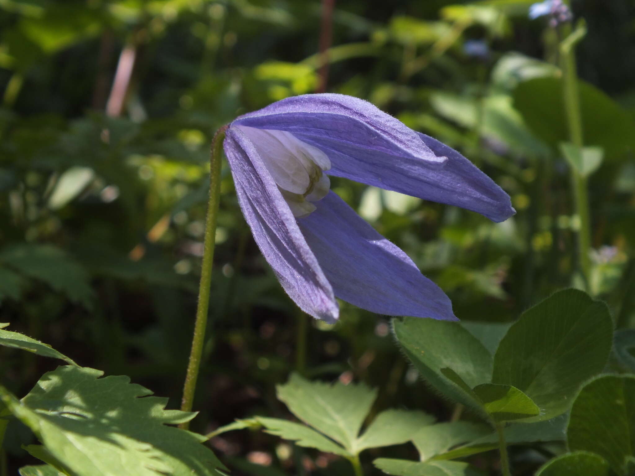 Слика од Clematis alpina (L.) Miller