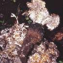 Image of Laccocephalum mylittae (Cooke & Massee) Núñez & Ryvarden 1995