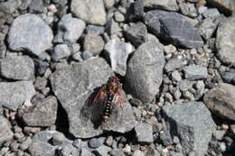 Image of Campbell’s cicada