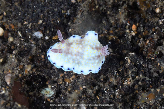 Image of Pale gold and purple slug