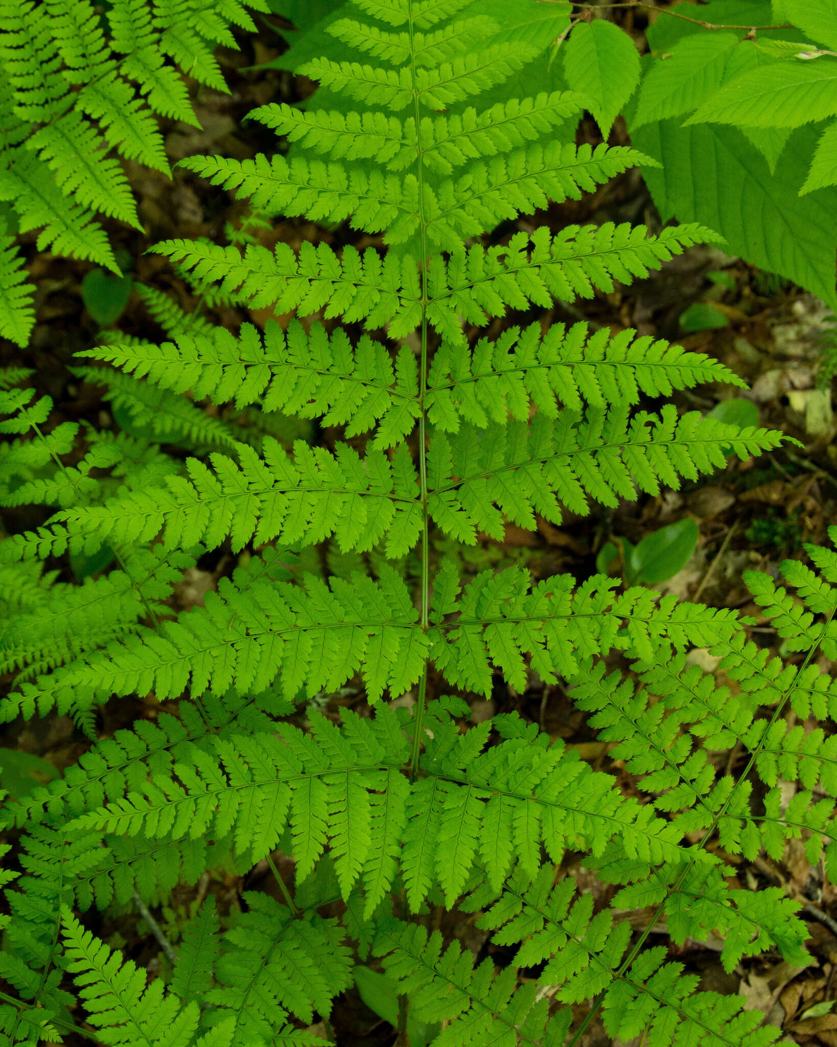 Image of mountain woodfern