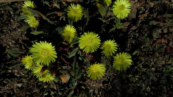 Image of Cleretum papulosum subsp. schlechteri (Schwant.) Ihlenf. & Struck