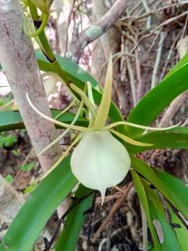 Image de Angraecum praestans Schltr.