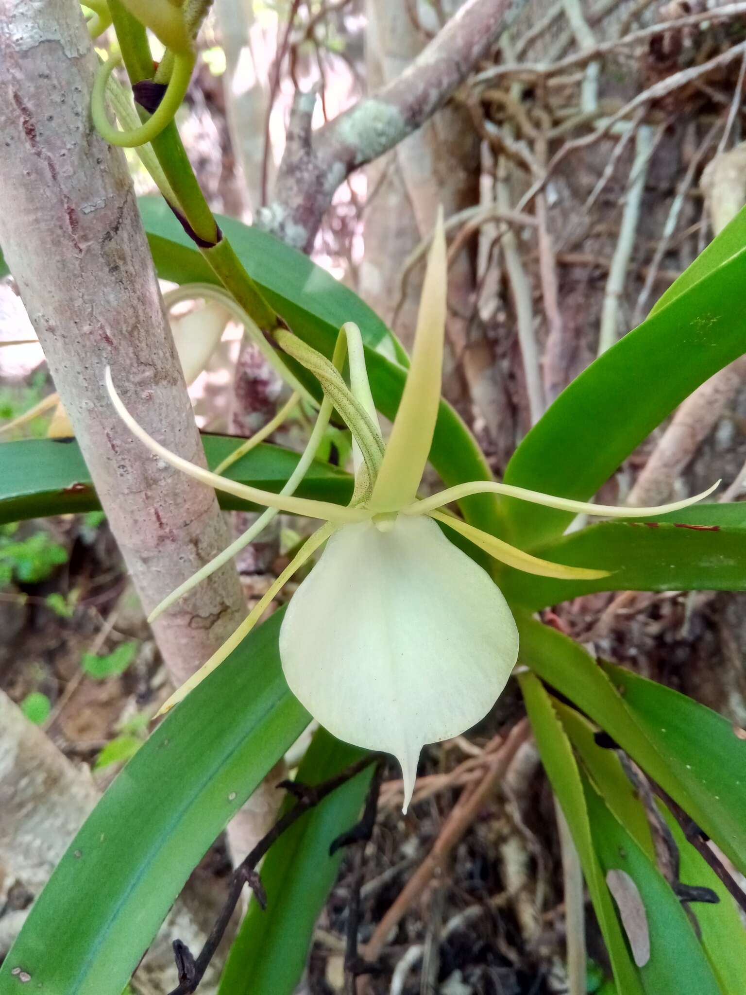 Image de Angraecum praestans Schltr.