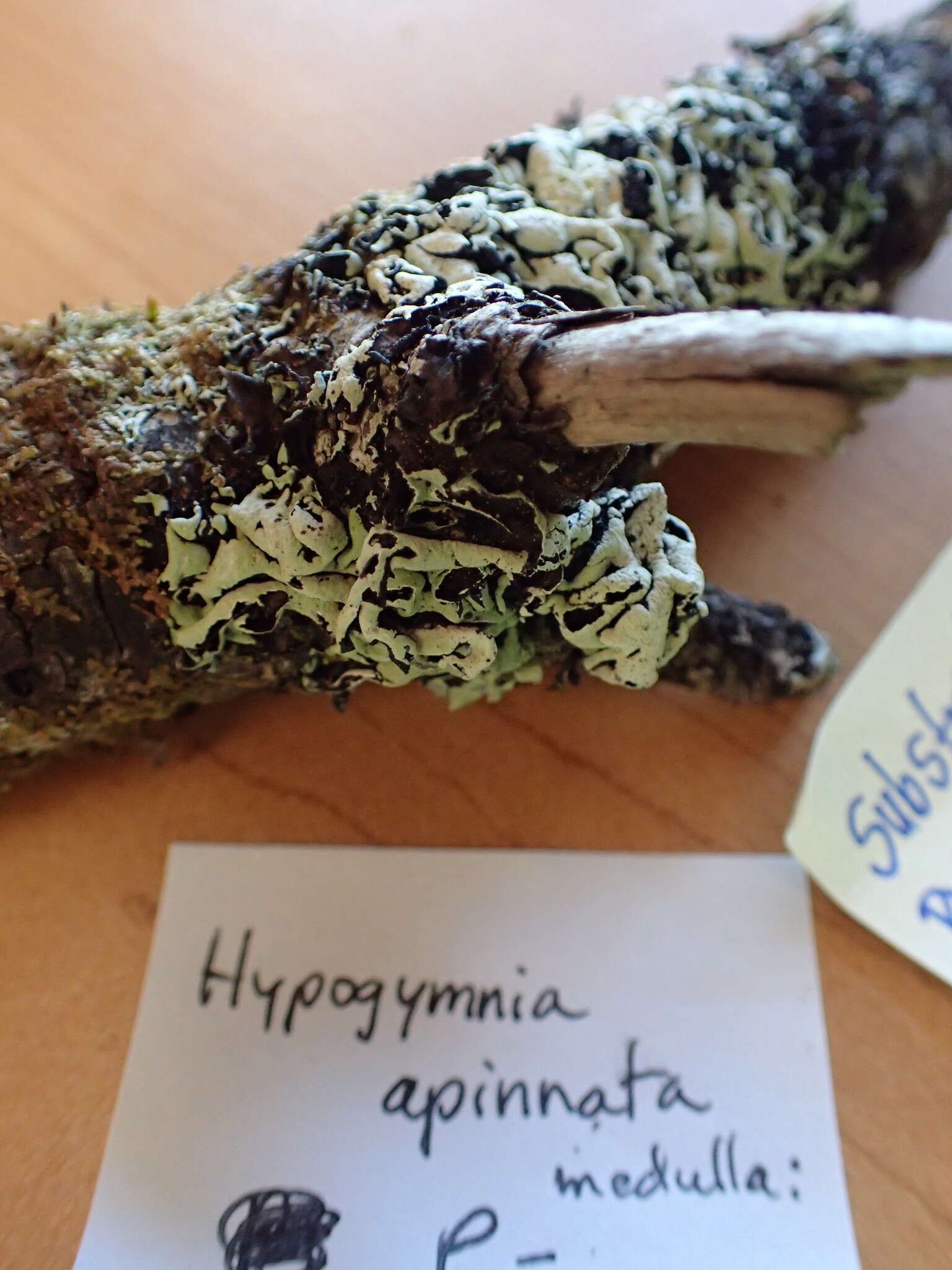Image of Hypogymnia apinnata Goward & McCune