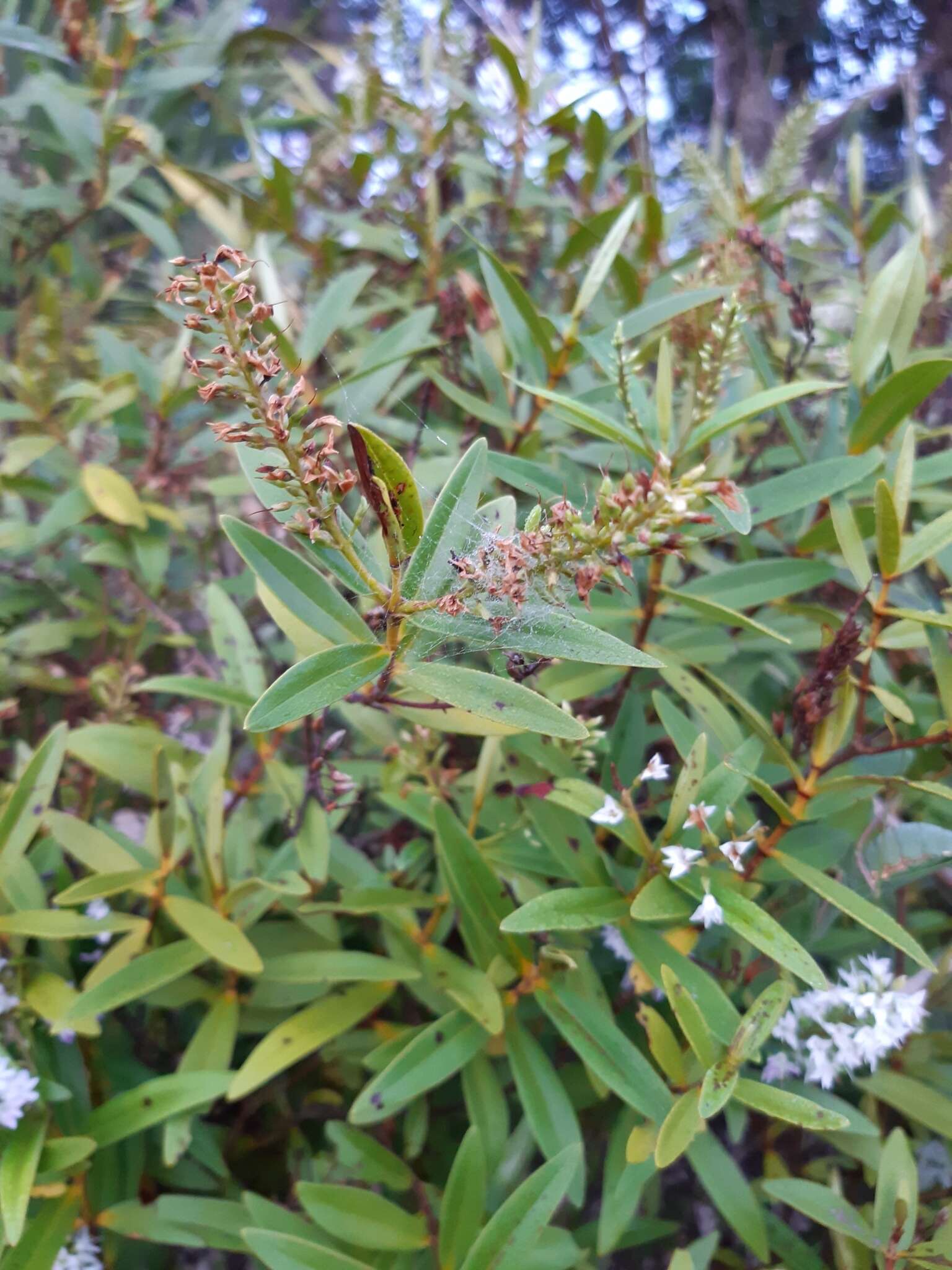 Image of Veronica ligustrifolia A. Cunn.