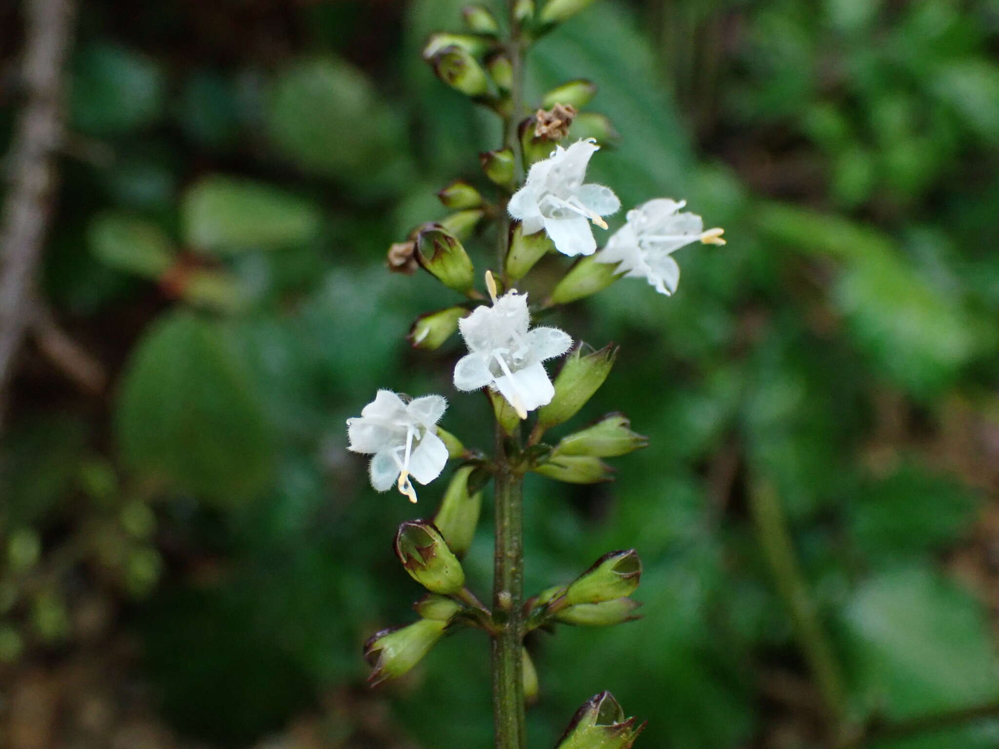 Image of Salvia hayatae Makino ex Hayata