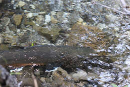 Image of Bull Trout