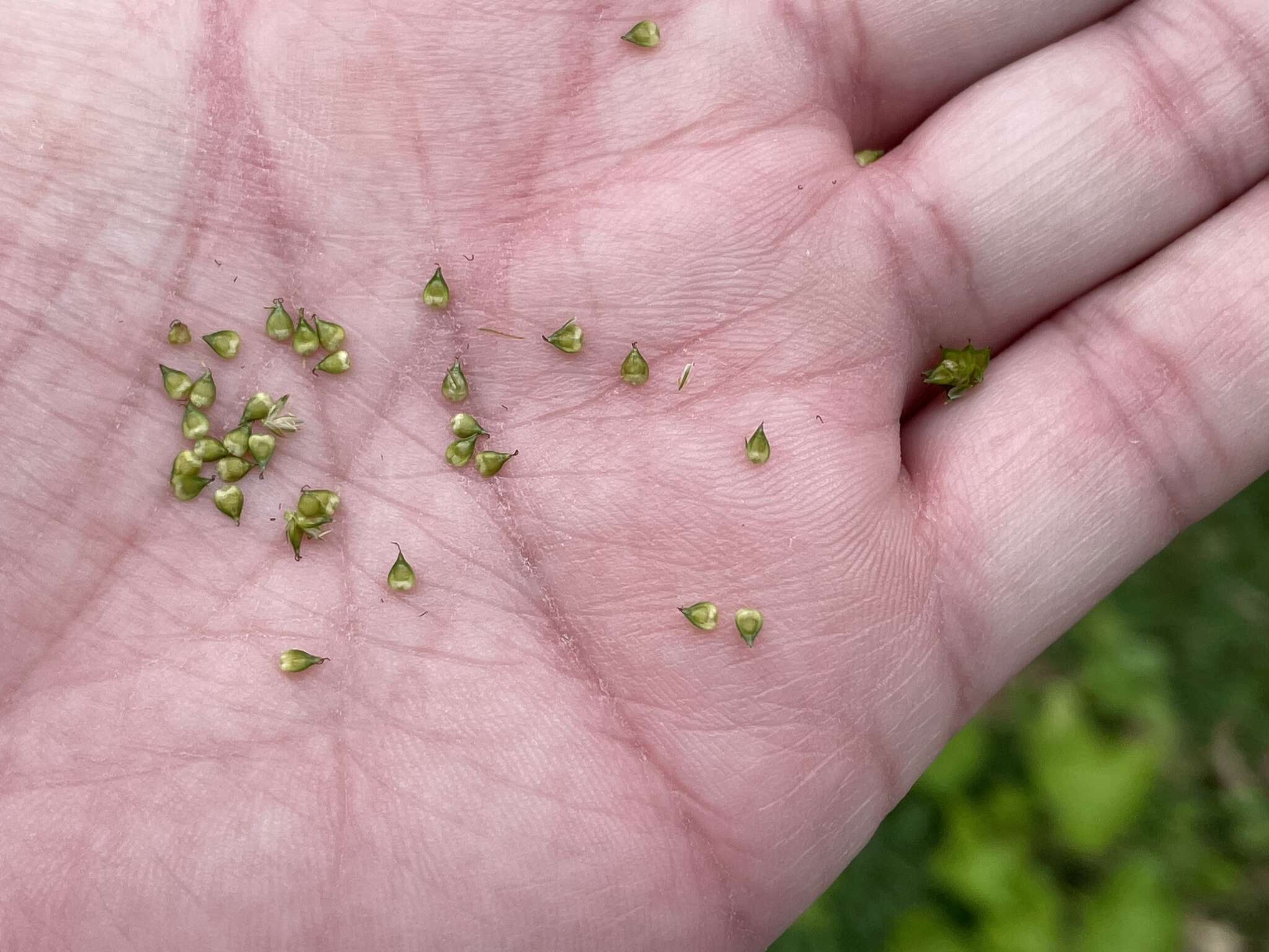 Image of Leavenworth's sedge