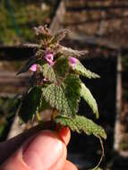 Image of purple archangel