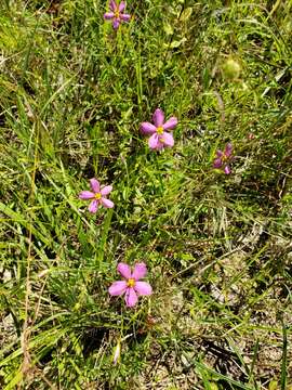 Sabatia brachiata Ell. resmi