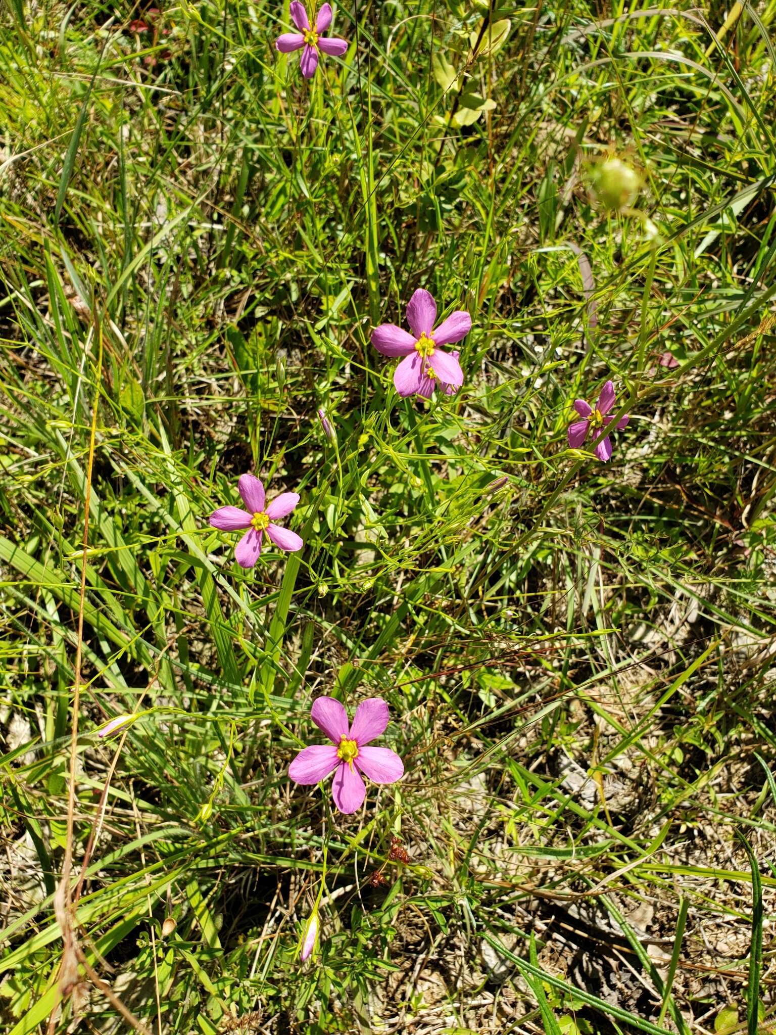 Sabatia brachiata Ell. resmi