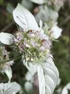 Image de Pycnanthemum loomisii Nutt.